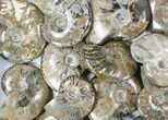 Lot: - Whole Polished Ammonites (Grade B/C) - Pieces #78031-1